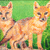 Foxes-thumbnail